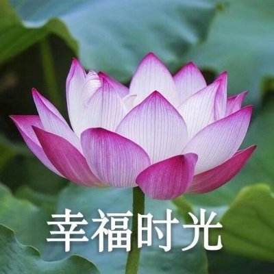 古惑江湖破解版下载